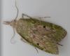Aphomia sociella